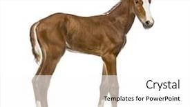  Presentation with foal - Theme enhanced with trotting - side view of a foal background and a white colored foreground