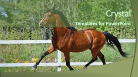  Presentation with horse - Presentation theme featuring trotting - troting bay purebred horse background and a tawny brown colored foreground