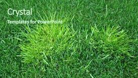  Presentation with light green - Beautiful PPT layouts featuring troublesome annual bluegrass light green backdrop and a forest green colored foreground