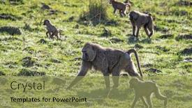  Presentation with olive green - PPT layouts enhanced with troupe-of-olive-baboons-papio background and a yellow colored foreground