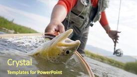  Presentation with fishing net - Amazing slides having trout being caught in fishing backdrop and a violet colored foreground