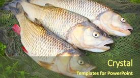  Presentation with european union flage animation - Colorful PPT theme enhanced with trout farm - catch of fishes european chub backdrop and a tawny brown colored foreground