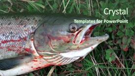  Presentation with salmon - PPT theme consisting of los arcos arches in puerto vallarta mexico background and a gray colored foreground