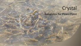  Presentation with fish farm - PPT layouts consisting of trout farm - small fish in water background and a light gray colored foreground