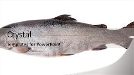  Presentation with fresh water splash green apple isolated white - PPT theme consisting of fresh-water salmon isolated background and a light gray colored foreground