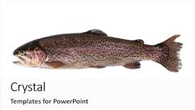  Presentation with trout - Cool new PPT theme with trout fish isolated on white backdrop and a white colored foreground