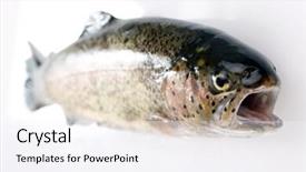  Presentation with trout - Amazing theme having trout fish isolated on white backdrop and a sky blue colored foreground