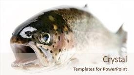  Presentation with trout - Amazing slides having omega 3 - trout fish isolated on white backdrop and a lemonade colored foreground