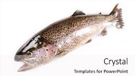 Presentation with trout - Presentation theme with trout fish isolated on white background and a white colored foreground