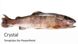  Presentation with trout - Amazing PPT layouts having trout fish isolated on white backdrop and a white colored foreground