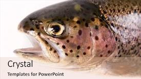  Presentation with trout - Theme having  background and a  colored foreground