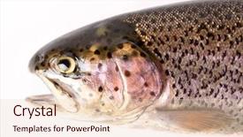  Presentation with trout - Beautiful presentation theme featuring trout fish isolated on white backdrop and a lemonade colored foreground