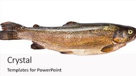  Presentation with trout fish file - Amazing theme having animals clipart - trout fish isolated on white backdrop and a sky blue colored foreground
