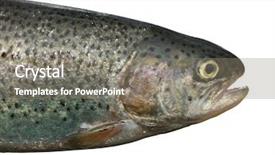  Presentation with trout - Presentation enhanced with oncorhynchus - trout fish isolated over white background and a gray colored foreground