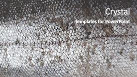  Presentation with trout - Audience pleasing theme consisting of trout fish scale texture backdrop and a dark gray colored foreground