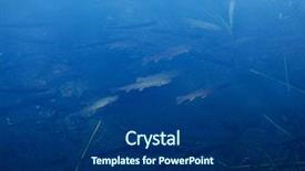  Presentation with trout - Slide set enhanced with trout in a quiet cool creek background and a ocean colored foreground