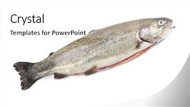 Presentation with trout - PPT theme enhanced with  background and a  colored foreground