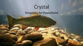  Presentation with trout - Presentation design consisting of rainbow peace - trout swimming at a local background and a light gray colored foreground