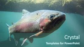  Presentation with trout - Slides having trout swimming at a local background and a ocean colored foreground