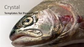  Presentation with trout - Amazing PPT theme having trout backdrop and a coral colored foreground