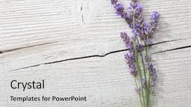  Presentation with lavender - Slides enhanced with true colors - few sprigs of lavender background and a light gray colored foreground