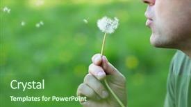  Presentation with pink and green nature - Slide deck enhanced with true colors - man blowing dandelion over blurred background and a forest green colored foreground