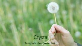  Presentation with green nature - PPT layouts enhanced with true colors - man holding dandelion over blured background and a seafoam green colored foreground