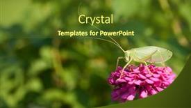  Presentation with pink - Audience pleasing PPT theme consisting of true-katydid-in-pink-zinnia backdrop and a tawny brown colored foreground