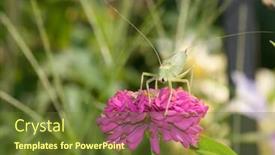  Presentation with pink - Beautiful PPT theme featuring true-katydid-on-pink-zinnia backdrop and a tawny brown colored foreground