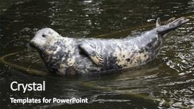  Presentation with grey - Beautiful PPT theme featuring true north - grey seal halichoerus grypus also backdrop and a  colored foreground