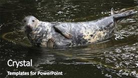  Presentation with grey - Cool new theme with true north - grey seal halichoerus grypus also backdrop and a  colored foreground
