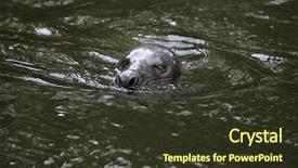  Presentation with grey - Beautiful theme featuring true north - grey seal halichoerus grypus also backdrop and a  colored foreground