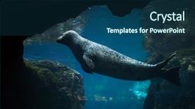  Presentation with underwater wild nature sea life - Presentation theme having true north - harbor seal phoca vitulina also background and a  colored foreground