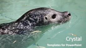  Presentation with antique parchment wax seal - PPT layouts with true north - harbor seal phoca vitulina also background and a  colored foreground
