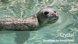  Presentation with wildlife - PPT theme consisting of true north - harbor seal phoca vitulina also background and a  colored foreground