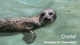  Presentation with antique parchment wax seal - PPT theme having true north - harbor seal phoca vitulina also background and a  colored foreground