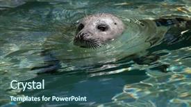  Presentation with antique parchment wax seal - Beautiful slide deck featuring true north - harbor seal phoca vitulina also backdrop and a  colored foreground