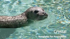  Presentation with wildlife - Presentation theme having true north - harbor seal phoca vitulina also background and a  colored foreground