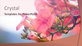  Presentation with trumpet - Beautiful PPT theme featuring trumpet-creeper-campsis-radicans-blooming backdrop and a coral colored foreground