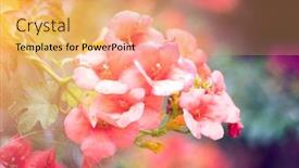  Presentation with trumpet - Slide set with trumpet-creeper-campsis-radicans-blooming background and a coral colored foreground