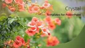  Presentation with trumpet - Audience pleasing PPT theme consisting of trumpet-creeper-campsis-radicans-blooming backdrop and a coral colored foreground