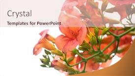  Presentation with trumpet - Presentation theme enhanced with trumpet-creeper-campsis-radicans-blooming background and a lemonade colored foreground