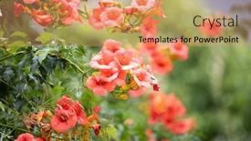  Presentation with trumpet - Amazing PPT theme having trumpet-creeper-campsis-radicans-blooming backdrop and a coral colored foreground