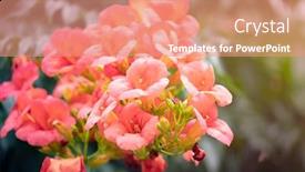  Presentation with trumpet - Beautiful PPT layouts featuring trumpet-creeper-campsis-radicans-blooming backdrop and a coral colored foreground