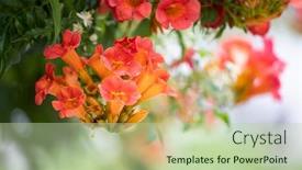  Presentation with trumpet - Slide deck with trumpet-creeper-campsis-radicans-blooming background and a mint green colored foreground
