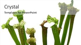  Presentation with trumpet - Audience pleasing theme consisting of trumpet pitcher plant carnivorous isolated backdrop and a white colored foreground