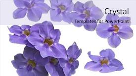  Presentation with blue flower bulb field - PPT theme having trumpet vine - blue thunbergia grandiflora flowers isolated background and a light blue colored foreground