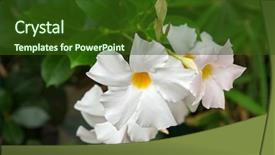  Presentation with trumpet - Slide deck consisting of trumpet vine - closeup of mandevilla rocktrumpet flowers background and a tawny brown colored foreground