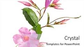  Presentation with pink flowers - Amazing presentation theme having trumpet vine - pink dipladenia flowers isolated backdrop and a white colored foreground
