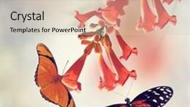  Presentation with trumpet - Presentation theme enhanced with trumpet vine bloom and butterflies background and a lemonade colored foreground